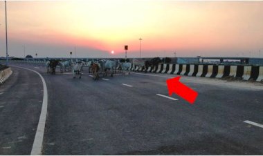 बुंदेलखंड एक्सप्रेस वे में अन्ना गोवंशों का झुंड रफ्तार को लगा रहा है ब्रेक, गोवंश व वाहन चालक गंवा रहे हैं जान
