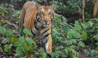रानीपुर वन्य जीव विहार के बाघ की दहाड से महिलाओं में, एक गिरकर बेहोश