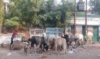 भीड़ भरे चौराहों में अन्ना सांडों के घमासान युद्ध से लोगों में बढी दहशत