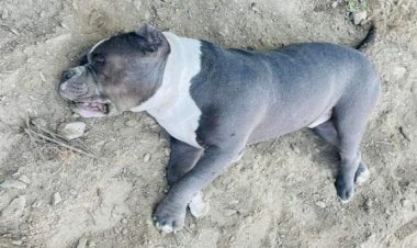 बेजुबान गब्बर ने अपनी जान पर खेलकर, अजगर से लड़कर मालिक की बचाई जान