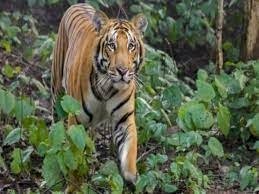 रानीपुर वन्य जीव विहार के बाघ की दहाड से महिलाओं में, एक गिरकर बेहोश