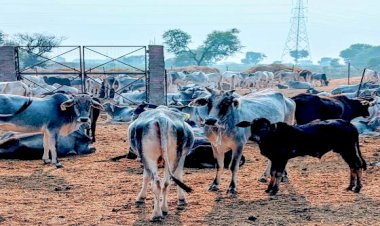 मुख्य विकास अधिकारी ने किया गौशाला का निरीक्षण, मिली कई खामियां