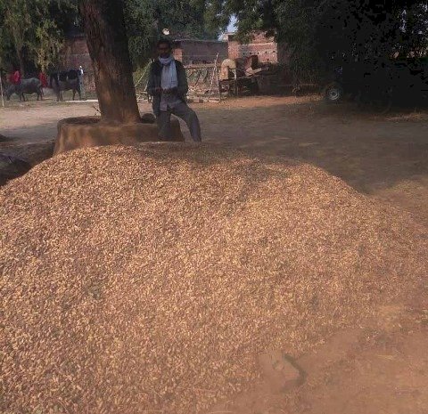 बुन्देलखंड में मूंगफली की खेती से किसानों की बदल गई तकदीर