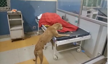 सड़कों में घूमने वाले कुत्ते व गोवंश पहुंच गए अस्पताल के ट्रामा सेंटर, मचा हडकम्प