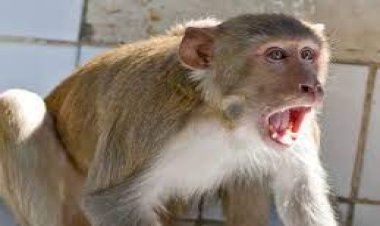 बांदा:दो माह के मासूम को उत्पाती बंदर ने छत से नीचे फेंका, हुई दर्दनाक मौत