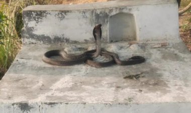 नाग-नागिन की सजीव प्रेमी कहानी का दुखद अंत, नागिन के मरने पर नाग ने फन पटक कर दी जान