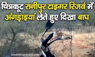 चित्रकूट रानीपुर टाइगर रिजर्व में अंगड़ाइयां लेते हुए दिखा बाघ