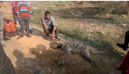 बांदाःयुवक ने एक घंटे की जबरदस्त लड़ाई में, आखिरकार इस खतरनाक जानवर को मार गिराया