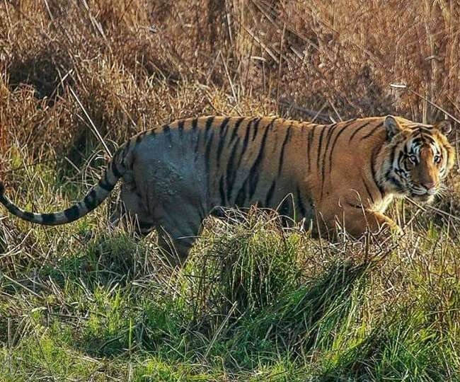 चित्रकूट के जंगलों में अंगड़ाई लेते हुए नजर आया बाघ, रानीपुर टाइगर में बढ़ रहा है इनका कुनबा