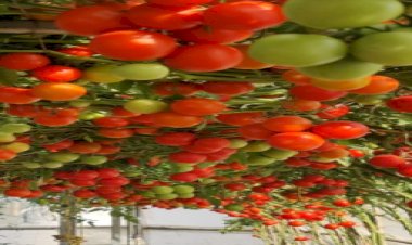 नई तकनीक से बुंदेलखंड के किसान अंगूर जैसी बेल पर उगा रहे हैं टमाटर