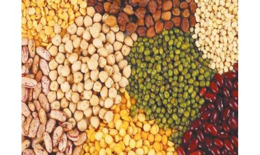 दलहन फसलों के उत्पादन से पंक्षियों की संख्या में होती है बृद्धि,जानिये कैसे