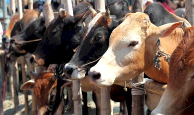बांदाःगौ संरक्षण के बारे में अपर मुख्य सचिव डॉ रजनीश दुबे ने अफसरों को दी हिदायत
