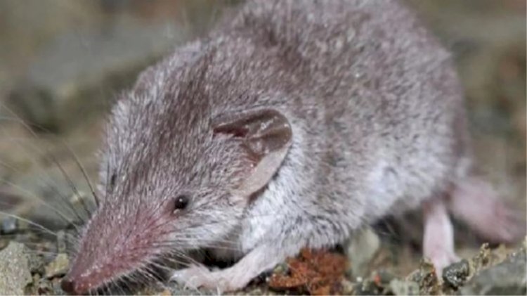 चूहा छंछूदर से फैलता है संचारी रोग, कृषि विभाग ने बचाव के बताए यह प्रभावी उपाय
