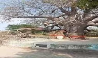बुन्देलखण्ड का 1500 साल पुराना दुर्लभ कल्पवृक्ष संकट में, एक हिस्सा टूटकर गिरा 