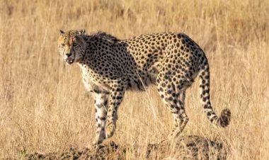 कूनो नेशनल पार्क से निकले दो चीते, बुन्देलखण्ड के इन जिलों हो सकते है दाखिल