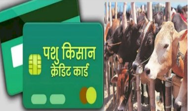 गोवंश के लिए क्रेडिट कार्ड बन रहा 'संजीवनी'