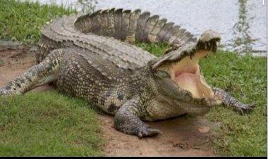 झांसी में 10 साल की बच्ची बेतवा नदी से पानी भरने गई थी, तभी आ गया मगरमच्छ 