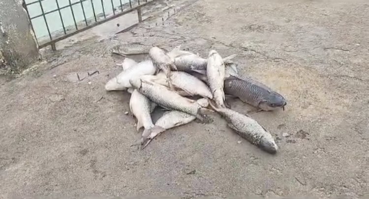 गर्मी होने की वजह से तालाब में अचानक मर गई सैकड़ों मछलियां