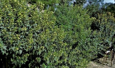 हमीरपुर में फालतू जमीन पर मेडिसन की खेती से किसानों ने बदली तकदीर