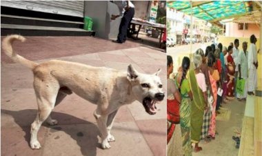 पागल कुत्ते ने ढाई साल की बच्ची को काटा  बच्ची ने 50 लोगो को काटा