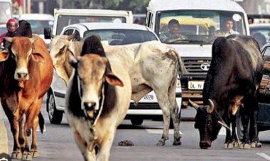 अन्ना गोवंश को बचाने के चक्कर में,कार सवार युवक ने गंवा दी जान