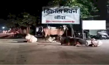 डीएम की नई पहल, छुट्टा गोवंश छोड़ने वालों पर पुलिस एक्ट की कार्यवाही