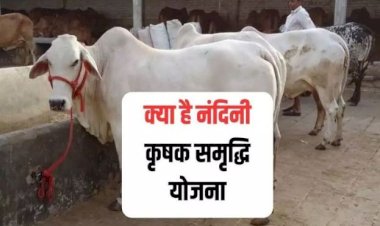 उप्र में कानपुर समेत 10 मंडलों में खुलेगी नंदिनी कृषक समृद्धि गौशाला