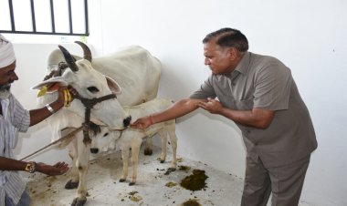बुन्देलखण्ड की केनकथा नस्ल गाय पर शोध एवं उनका संवर्धन होगा