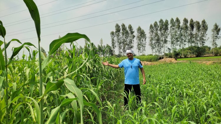 बांदाः गोवंशों को हरा चारा उपलब्ध कराने को किसान ने तैयार किया मॉडल फॉर्म
