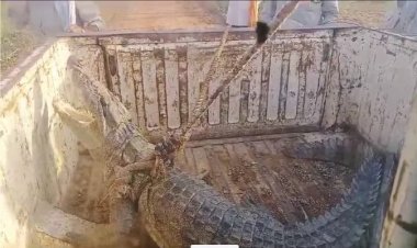 आठ फीट दो इंच का विशालकाय मगरमच्छ देखकर,मचा हड़कंप  