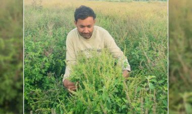 रामा तुलसी की खेती से बुन्देलखंड के किसानों की बदल रही तकदीर