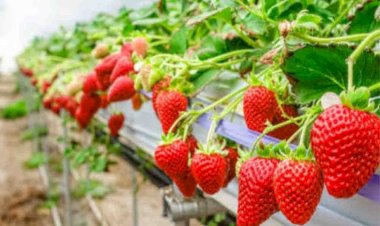 बुन्देलखण्ड की बंजर जमीन पर अब किसानों ने शुरू की स्ट्राबेरी की खेती