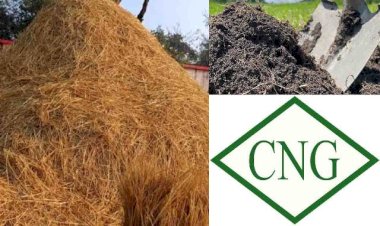 यूपी में प्रदूषण की जगह आय का स्रोत बनेगी पराली, सीएनजी और जैविक खाद के उत्पादन से सुधरेगी सेहत