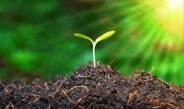 हमीरपुर : औषधीय खेती करने वाले किसानों के लिए डिपार्टमेंट ने खोला खजाना