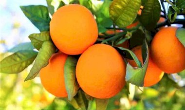 एचपीशिवा परियोजना से हमीरपुर के बकारटी में आई मौसंबी की बहार