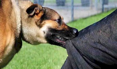 पागल कुत्ते के हमले से बाजार में भगदड़, 26 को शिकार बनाया