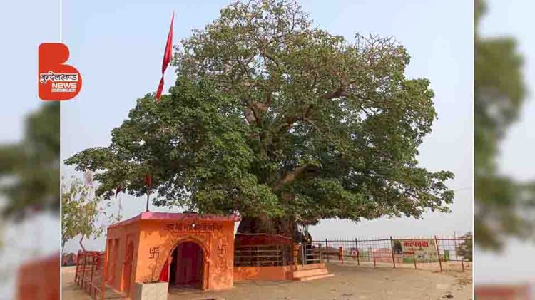 हमीरपुर में इकलौते कल्पवृक्ष के अतीत में छिपा है सैकड़ों साल का इतिहास