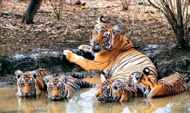 मप्र : रानी दुर्गावती टाइगर रिजर्व  में बाघिन ने 4 शावकों को दिया जन्म