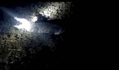 झाँसी : नहर किनारे खेत में दिखा मगरमच्छ, किसानों में मची अफरा तफरी