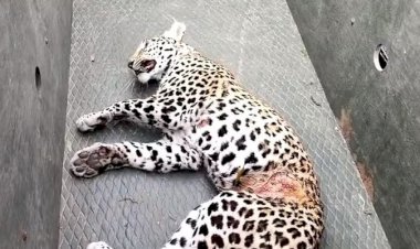 कई दिनों से फंदे में फंसे तेंदुआ को, वन विभाग ने किया रेस्क्यू