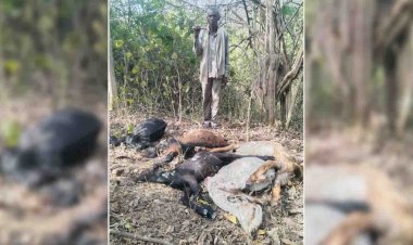 चित्रकूट : गढ्ढे में भरे पानी को पीने से 10 बकरियों की मौत