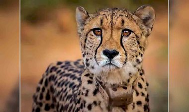 मप्र : मादा चीता वीरा को भी कूनो के खुले जंगल में छोड़ा गया