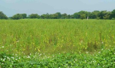 कोहरा पड़ने से अब दलहनी और तिलहनी फसलों को लगा बड़ा झटका