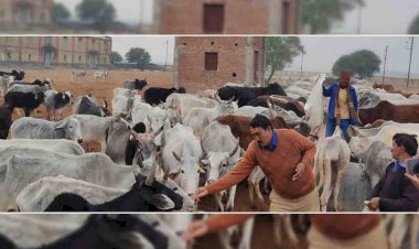 चित्रकूट : पूर्व प्रधान ने गौवंशों को 51 झाल भूसा, गुड खिलाया