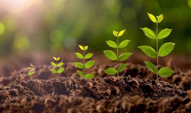 गेहूं की पैदावार बढ़ाने वाला प्लांट ग्रोथ रेगुलेटर का करें प्रयोग