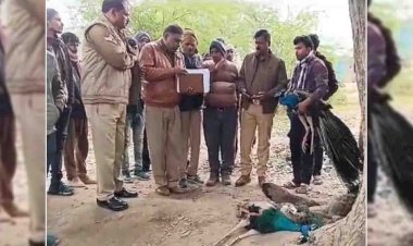 झाँसी : चार राष्ट्रीय पक्षी की मौत, दो की हालत नाजुक