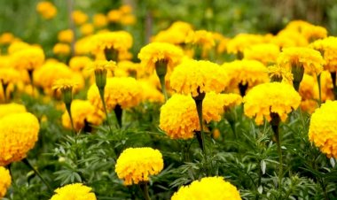 बुंदेलखंड के 27 किसान सरकारी सहायता से गेंदा की खेती करेंगे