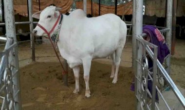 दो दिवसीय क्षेत्र वॉलीबॉल कामधेनु देसी गाय प्रतियोगिता,गवाइन नदी पुनर्जागरण संकल्प समारोह मंगलवार से