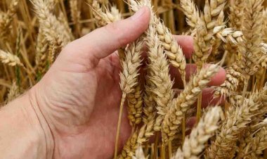 फरवरी माह से तापमान बढ़ने के साथ ही गेहूं की फसल में बढ़ जाता है रोगों का प्रकोप