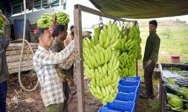 वैश्विक कृषि निर्यात बाजार में मप्र ने बनाया स्थान, इराक-ईरान समेत कई देशों में पहुंचा बुरहानपुर का केला